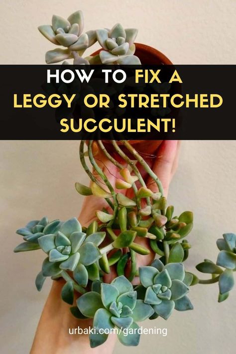 Succulent Tips, Repotting Succulents, Succulents Care, Ghost Plant, Cactus Care, Succulents Plants, Outside Decorations, Succulent Gardening, Succulent Care