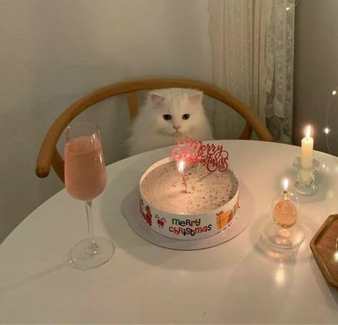 White Cat, A Cat, Birthday Cake, Cake, Birthday, White