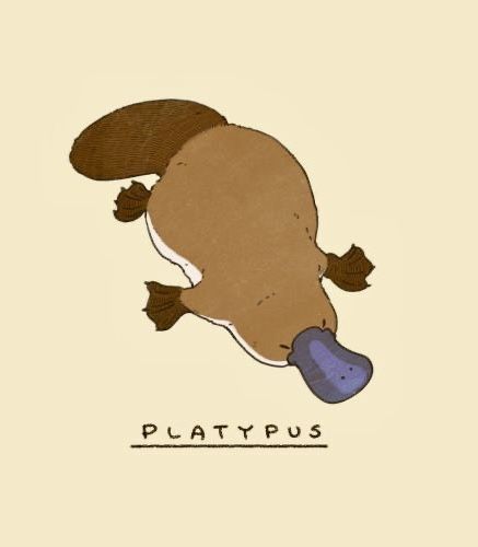 Baby Platypus, Cat Anatomy, Platypus, Concept Art Drawing, Cute Little Drawings, Christmas Paintings, Creature Art, Animals Friends, Sticker Art