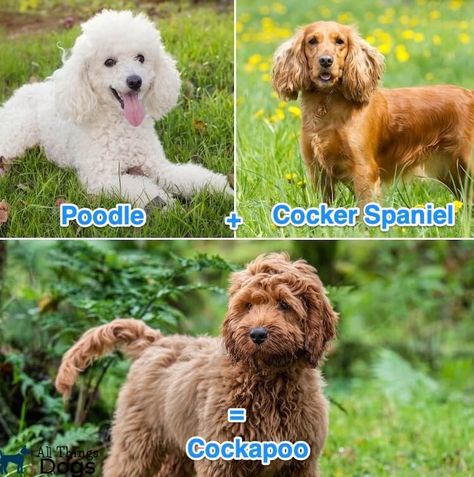 Cocker Spaniel Poodle Mix, Cocker Spaniel Poodle, Cocker Spaniel Mix, Poodle Mix Dogs, Dog Poo, Puppy Proofing, Big Puppies, Cockapoo Dog, Cockapoo Puppies