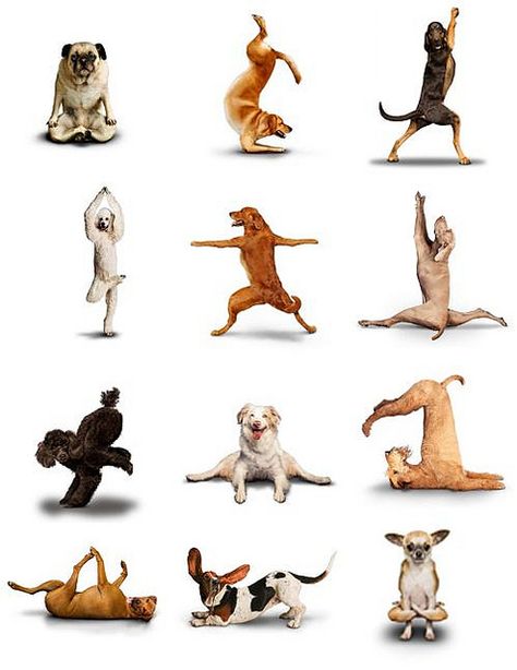 Doggy Yoga by PresentMomentRetreat, via Flickr Dog Doing Yoga, Yoga Humor, Yoga Cartoon, Yoga Quotes Funny, Yoga Cat, Animal Yoga, Yoga Illustration, Funny Yoga, Dog Yoga