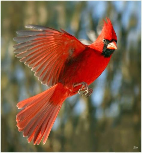 Cardinal in flight Pumi Dog, Wild Birds Photography, Feather With Birds Tattoo, Red Bird Tattoos, Cardinal Tattoo, Cardinal Tattoos, Love Birds Painting, Tattoo Bird, Bird Tattoo