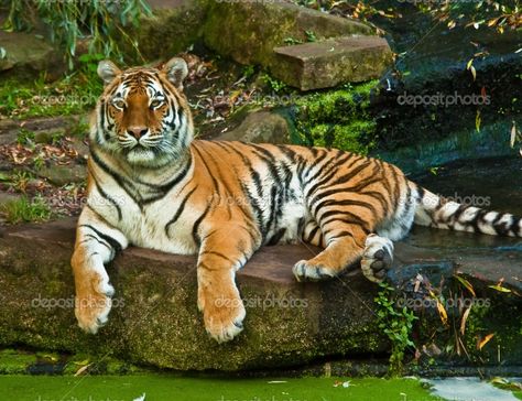 tiger full body Tiger Body Reference, Tiger Lying Down, Tiger Laying Down, Tiger Painting Acrylic, Bengali Tiger, Tiger Standing, Tiger Body, Tiger Sitting, Bio Project