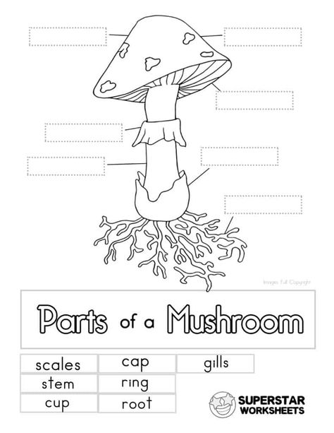 Free printable mushroom worksheets for coloring pages, label the mushroom, notebooking, and more! Print our free science worksheets from SuperstarWorksheets! #superstarworksheets #scienceforkids #freeprintables #freescienceworksheets Parts Of A Mushroom, Free Science Worksheets, Cells Worksheet, Homeschool Nature Study, Science Skills, Nature School, Homeschool Learning, Science Worksheets, School Worksheets