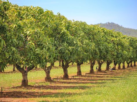 Starting a tree farm can be a lucrative venture, especially if you mix the types of trees you grow and the customers, such as nurseries, you sell to. Orchard Design Layout Fruit Trees, Farm Trees Ideas, Planning An Orchard, Orchard Fruit Trees, Best Fruit Trees For Texas, American Christmas Tree, Apple Tree Farm, Farm Orchard, Trees Nursery