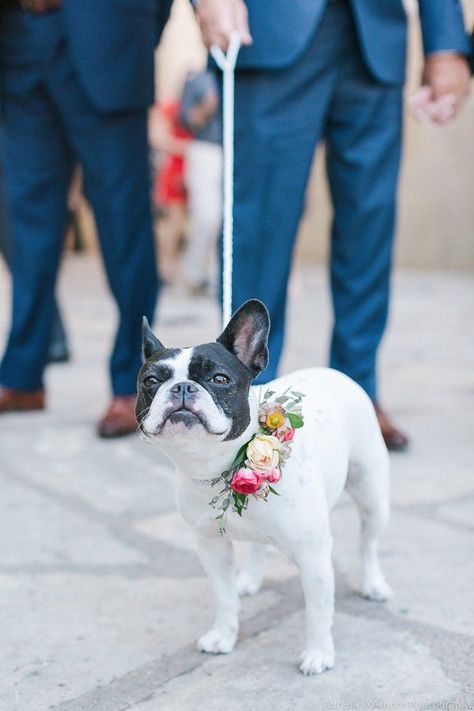 24 Wedding Pups That Are Just As Cute As Any Flower Girl Or Ring Bearer | HuffPost Kids make cute ring bearers and flower girls, no doubt, but nothing is quite as adorable as a wedding pup in a bowtie, tutu or flower crown. Dogs In Weddings, Bride Stuff, Weddings Ring, Ring Bearer Dog, Flower Collar, Photos With Dog, Ring Bearers, Wedding Pets, Cute Wedding Ideas