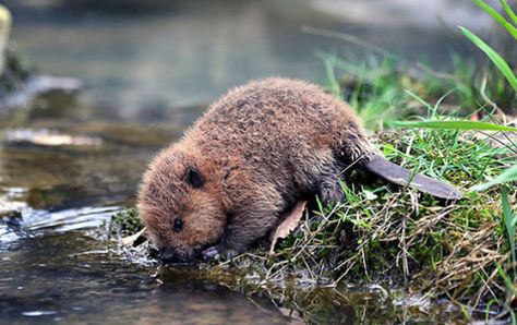 Baby Beaver, Animals Wallpapers, Cute Animal Pictures, Weird Animals, Beautiful Animals, Cute Creatures, Sweet Animals, An Animal, Animal Photo