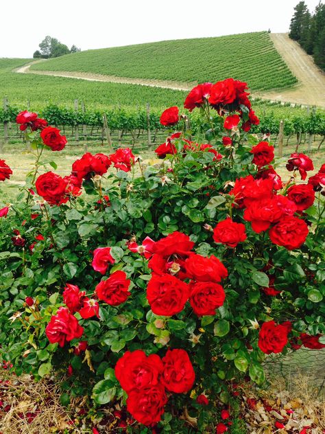 Flower Magic, Different Types Of Flowers, Roof Garden, Types Of Flowers, Nature Scenes, Red Rose, Red Flowers, Red Peppercorn, Red Roses