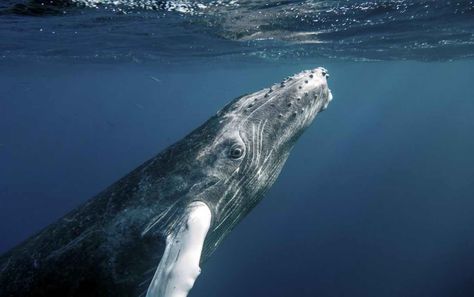 Humpback Whale Reference Photo, Facts About Whales, Humpback Whale Facts, Whales Breaching, Only God Knows Why, Humpback Whale Feeding, Humpback Whale Breaching, Whale Facts, Ocean Wonders