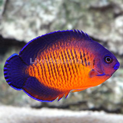 Goby Fish, Salt Water Aquarium, Saltwater Aquarium Fish, Fish Keeping, Fish Breeding, Salt Water Fish, Home Aquarium, Saltwater Tank, Deep Royal Blue