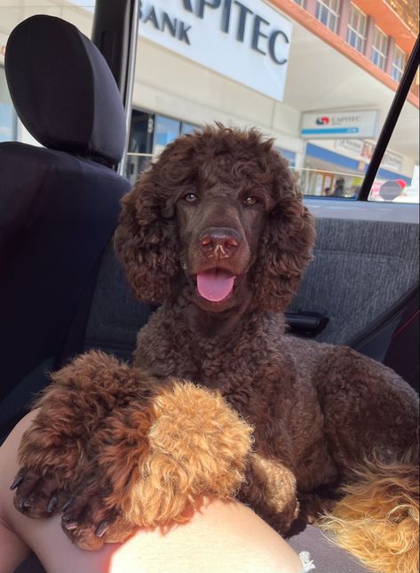 Long Haired Poodle, Brown Merle Poodle, Winter Poodle Haircuts, Merle Poodle Standard, Standard Poodle Puppy Haircut, Chocolate Poodle Standard, Standard Poodle Haircut Styles Short, Big Poodle Dogs, Poodle Haircut Styles Short