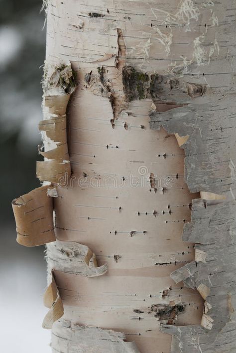 Birch tree. In Montana with peeling bark , #affiliate, #tree, #Birch, #Montana, #bark, #peeling #ad Tree Bark Photography, Birch Aesthetic, Christmas Birch Tree, Birch Bark Decor, Birch Tree Branches, Alice Core, Birch Tree Bark, January Mood, Tree Bark Texture