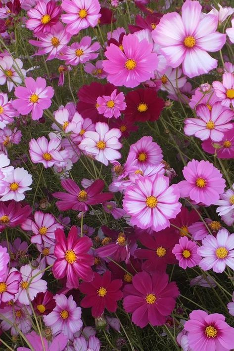 Cosmos Plant, Virtual Flowers, Cosmos Flowers, Folk Art Flowers, Cut Flower Garden, Shapes And Colors, Wildflower Garden, Flower Farm, Birth Flowers