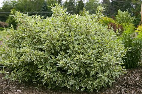 Amazon.com : Cornus alba 'Ivory Halo' (Varigated Dogwood) Shrub, white flowers with varigated foliage, #3 - Size Container : Patio, Lawn & Garden Halo Dogwood, Ivory Halo Dogwood, Container Patio, Dogwood Shrub, Cornus Alba, Red Dogwood, Front Flower Bed, Front Flower Beds, Perennial Shrubs