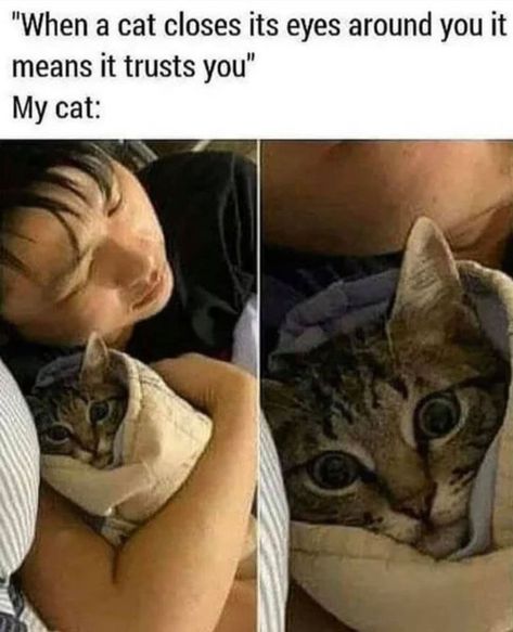 Cool Memes, Memes Hilarious, Internet Memes, Memes Humor, Funny Cat Memes, Six Feet Under, Funny Animal Memes, Animal Jokes, Funny Love