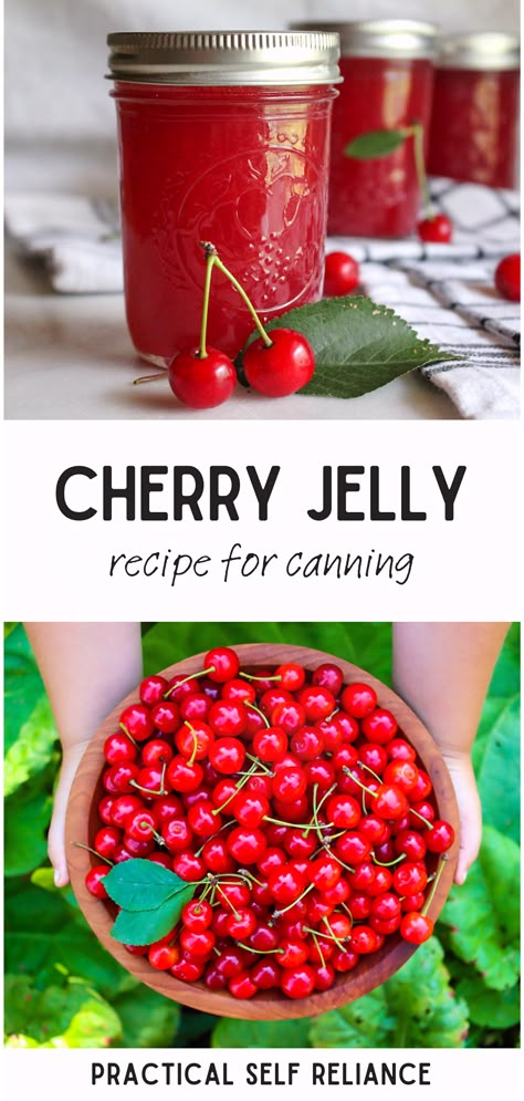 Learn the art of making homemade jelly with our cherry canning recipes. This step-by-step guide provides a cherry jelly recipe with pectin that guarantees a beautiful set and luscious flavor. Whether you're new to canning or an experienced jelly-maker, this recipe is a sweet addition to your home canning collection. Nanking Cherry Jelly, Cherry Jelly Recipe, Jelly Recipes For Canning, Cherry Preserves Recipe, Canning Jelly Recipes, Cherry Jelly Recipes, Canning Fruit Recipes, Cherry Jam Recipe, Preserve Recipes