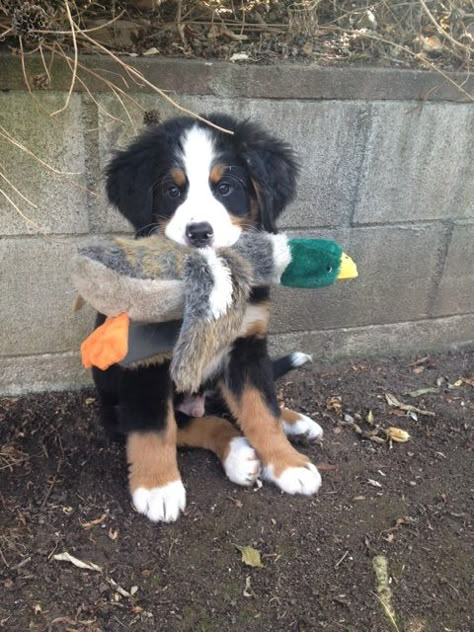 Duck Hunter Duck Hunter, Pretty Animals, Mountain Dog, Bernese Mountain, Cute Dogs And Puppies, Cute Animal Photos, Cute Animal Pictures, Charles Spaniel