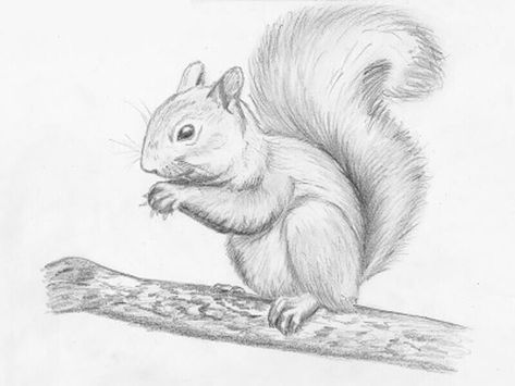 How to draw a squirrel with a pencil step-by-step drawing tutorial Squirrel Art, Free Drawing, Tiger Drawing, Pencil Drawings Of Animals, Drawing Heads, Hur Man M�ålar, Pencil Art Drawings, Bird Drawings, Beautiful Drawings