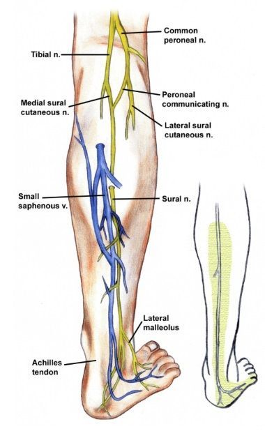 sural nerve pain Nerves In Leg, Physics Tricks, Lower Leg Pain, Pt School, Dry Needling, Lower Extremity, Lower Limb, Medical School Essentials, Bio Art