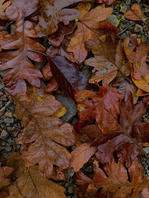 Fall leaves on the ground. Quaint and Small. Hiking treasures. Rainy days Leaves On The Ground, Autumn Leaves Photography, On The Ground, Autumn Photography, Fall Leaves, Rain Drops, Autumn Home, Autumn Day, Rainy Days