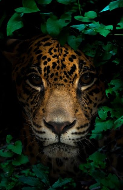 Amazon Rainforest Animals, African Animals Photography, Rainforest Biome, Rainforest Photography, Aesthetic Animals, Jungle Decorations, Jungle Photography, Tattoo Animal, Rainforest Plants