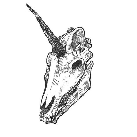 Unicorn Skull Tattoo Ideas Drawings, Unicorn Skull, Kunst Tattoos, Unicorn Tattoos, Animal Skull, Skull Drawing, Trendy Tattoos, Animal Skulls, Ink Illustrations