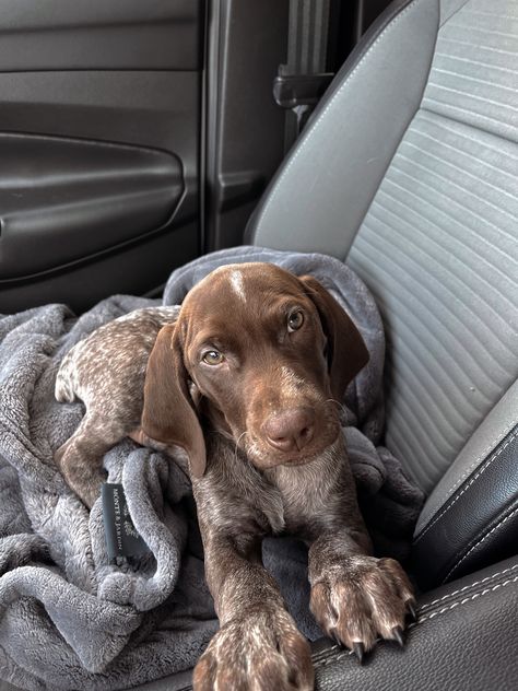 German Short Haired Pointer, Cute Puppy Names, Gsp Dogs, Short Haired Pointer, Gsp Puppies, Short Haired Dogs, German Shorthaired Pointer Dog, Pointer Puppies, Cute Dogs Images