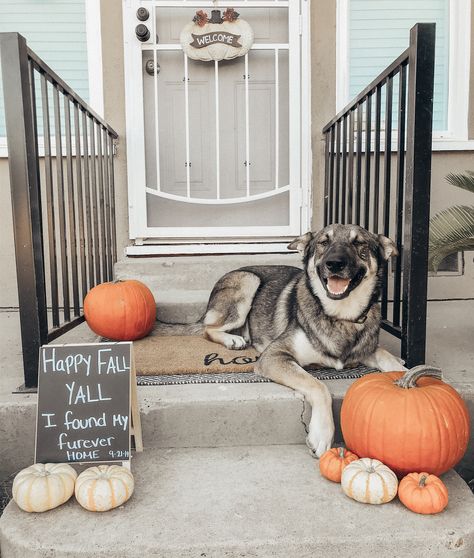 Dog Announcement Adoption, Dog Adoption Announcement, Dog Announcement, Fall Puppy, Puppy Announcement, Adoption Announcement, Fall Inspo, Fall Door, Puppy Adoption