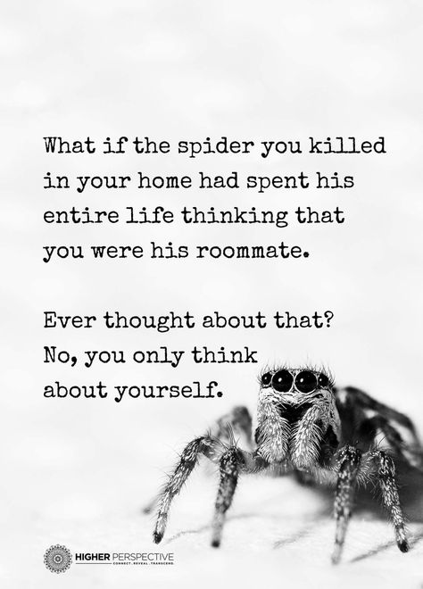 Spiders Spider Quotes, Lost My Head, Get Rid Of Spiders, Vegan Memes, Silly Pictures, Good Thoughts, Quotes Funny, Quotes Deep, Make You Smile