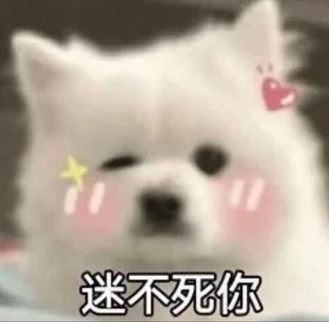 Cat Dog Aesthetic, Dog Pfps, Too Cute To Handle, Dog Meme, Dog Aesthetic, Discord Emotes, Puppies Cute, Animal Doodles, Funny Profile