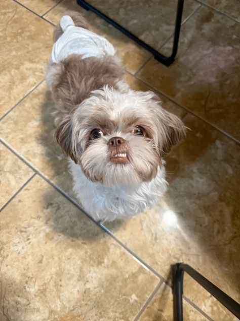 shih tzu Puppy Shitzu, Shih Tzu Puppy, Cute Animals Images, Shih Tzus, Animals Images, Shih Tzu, My Aesthetic, Bugs, Cute Animals