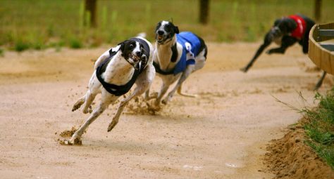 15 Fastest Dog Breeds Lure Coursing, Hen Weekend, Grey Hound Dog, Popular Dog, Sporting Dogs, Greyhound, Bananas, Hen, Dog Breeds