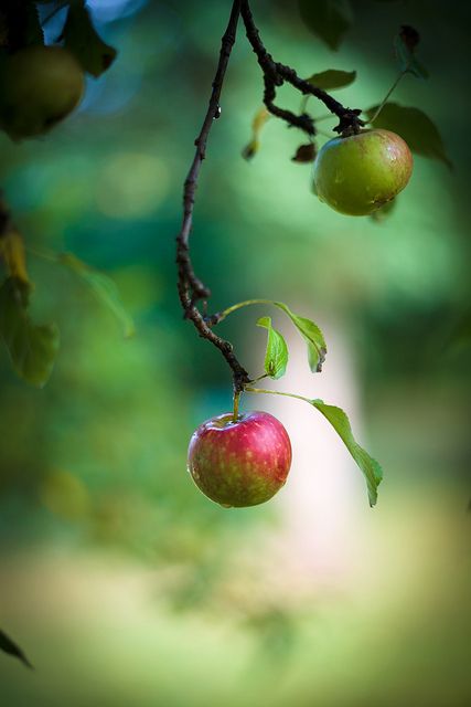 Apple Falling From Tree, Nisargadatta Maharaj, Quote Photo, Fruit Photography, Fall Apples, Foto Tips, Apple Orchard, Fruit Snacks, Fruit And Veg