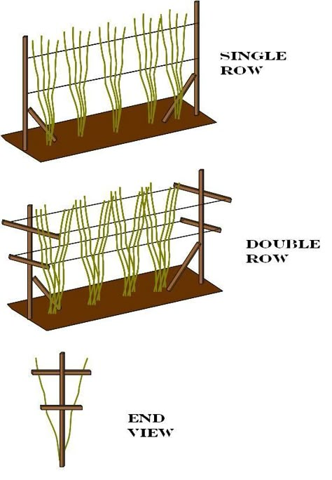 growing-Raspberries-stand You will need a fence and wire system to support the plants. The usual arrangement is to use posts about 15ft/5m apart and stretch wires between them at two or three heights, usually about 60cm apart vertically. This system is supposed to allow you to tie in the old canes to one side, and the new canes to the other during the growing season, so that you can easily separate them in when you come to cut them back. How To Grow Raspberries, Grow Raspberries, Raspberry Trellis, Raspberry Canes, Raspberry Bush, Growing Raspberries, Raspberry Plants, Berry Garden, Plants Growing