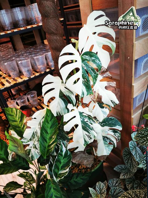 Albino Monstera Plant, Plant Obsession, Flowers House, White Plants, Monstera Plant, Plant Mom, Landscaping Plants, Indoor Plant, Cool Plants