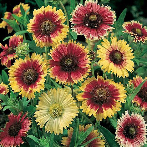 Blanket Flower, Seed Packaging, Bonsai Plants, Tall Plants, Growing Seeds, Heirloom Seeds, Flowers Perennials, Plant Growth, Autumn Garden