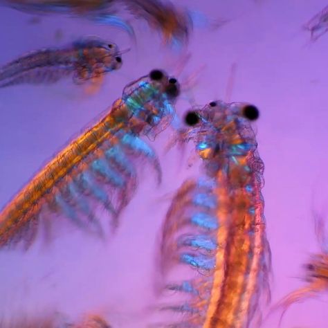 My Microscopic World on Instagram: “These beauties are small crustaceans called fairy shrimp, or anostraca if you wanna be fancy about it. The animals in the clips have…” Small Mammals, Crustaceans, The Animals, Biology, Mammals, Animals, On Instagram, Instagram