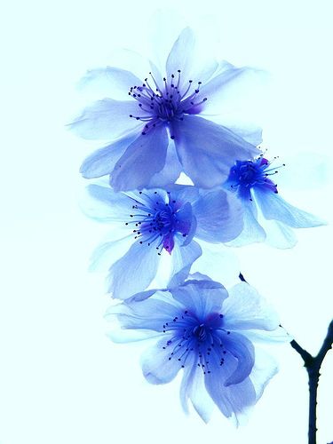 Cherry blossoms in blue by tanakawho Xray Flower, Blue Drawings, Japanese Sakura, Blue Cherry, Cherry Blossom Tattoo, Blossom Tattoo, Sakura Cherry Blossom, Spring Theme, Unique Flowers