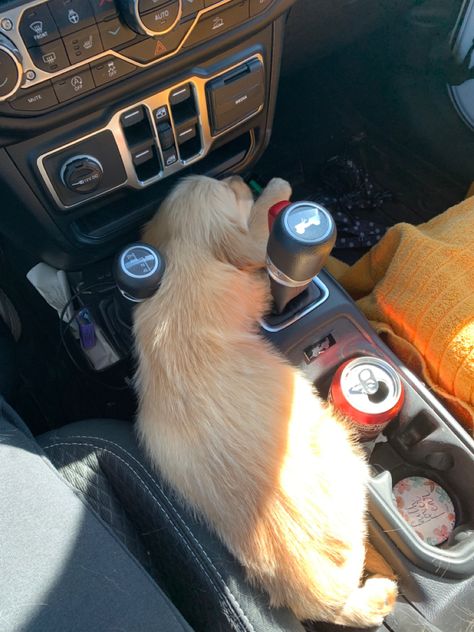 New golden retriever puppy in momma’s jeep Jeep Dogs, Golden Retriever Puppy, Retriever Puppy, Fj Cruiser, Dream Board, Soft Tops, Dream Car, Dream Cars, Golden Retriever