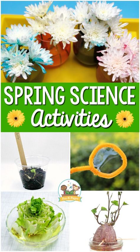 Spring Preschool Curriculum, Spring Unit For Preschool, Spring Homeschool Activities, Spring Season Activities For Preschool, Spring Homeschool Ideas, Spring Prek Activities, Gardening Activities For Preschoolers, Scientific Vocabulary, Preschool Spring Activities