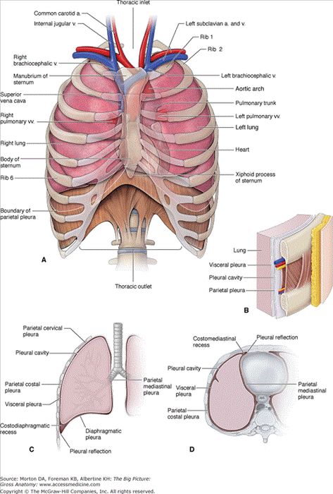 Chapter 3. Lungs | The Big Picture: Gross Anatomy | AccessMedicine | McGraw-Hill Medical Clinical Anatomy, Medical Terminology Study, Thoracic Cavity, Cardiothoracic Surgery, Lung Anatomy, Radiology Student, Pleural Effusion, Gross Anatomy, Basic Anatomy And Physiology