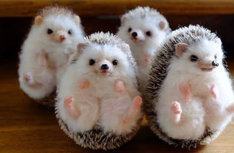 Needle Felting Tutorial, Felted Crochet, Diy Crochet Toys, Small Stuffed Animals, Felted Wool Crafts, Needle Felting Tutorials, Needle Felting Projects, Cute Hedgehog, Felt Cat