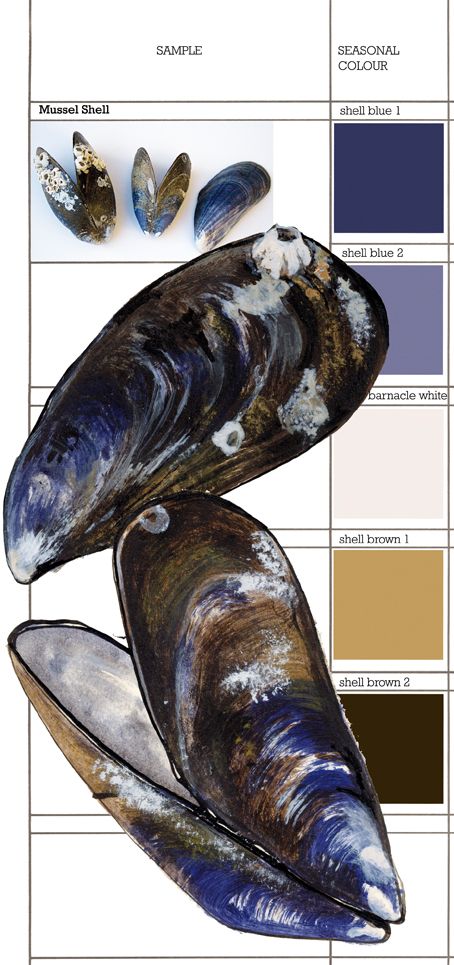 Natural Forms Reference, Mussel Painting, Beach Palette, Beachy House, Shell Drawing, Gcse Art Sketchbook, Mussel Shell, Sea Life Art, Painted Shells