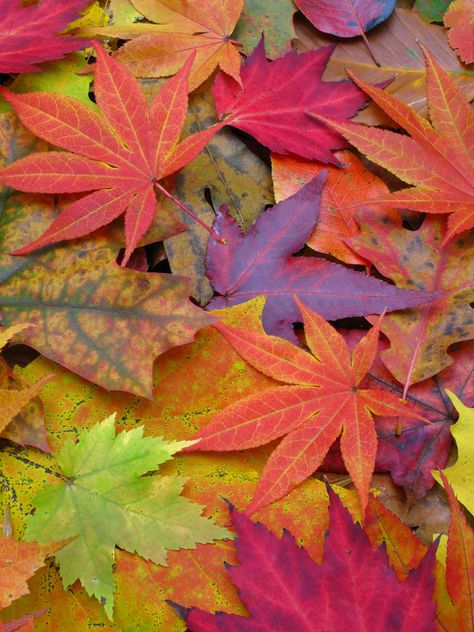 Image Gallery: A Rainbow of Fall Leaves | Live Science Leaf Photography, Trendy Flowers, Fall Plants, Fall Pictures, Tree Leaves, Fall Wallpaper, Colorful Leaves, Leaf Art, Autumn Photography