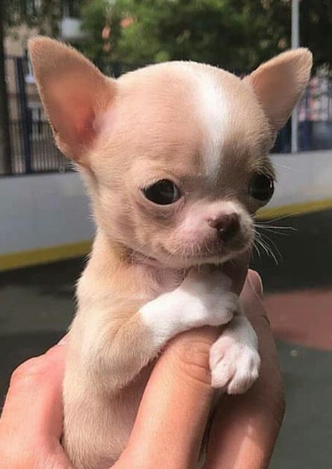 Poodle Cute, Psy Chihuahua, Puppy Teacup, Biewer Yorkie, Tiny Puppy, Tattoo Animals, Teacup Puppy, Teacup Chihuahua Puppies, Cute Fluffy Dogs