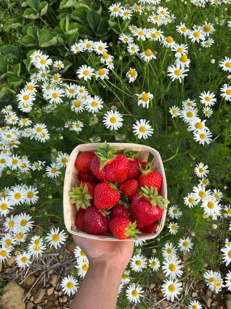 Summer Strawberry Aesthetic, Strawberry Asthetic Picture, Strawberry Core Aesthetic, Strawberry Fields Aesthetic, Strawberry Picking Pictures, Strawberry Girl Aesthetic, Aesthetic Strawberries, Strawberries And Daisies, Strawberry Bush