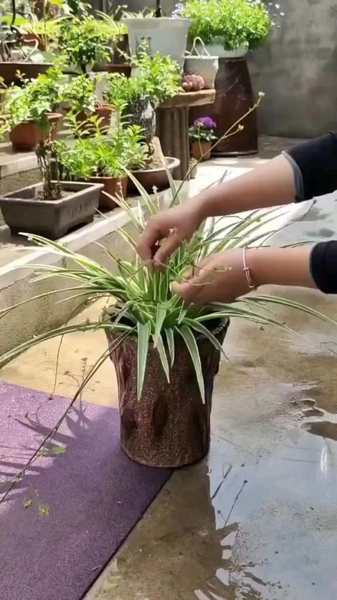 Dröm Hus Planer, Garden Hacks Diy, Container Garden Design, Succulent Garden Design, نباتات منزلية, Potted Plants Outdoor, Plant Care Houseplant, Succulent Garden Diy, Garden Decor Projects