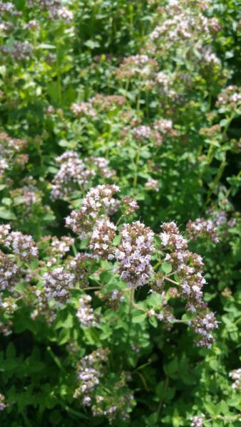 Greek Oregano Info – How To Grow Greek Oregano Plants One of my favorites in the herb garden is Greek oregano, also known as European or Turkish oregano. So just what is Greek oregano? Click here to learn more about Greek oregano uses, how to grow Greek oregano and other Greek oregano info. Oregano Uses, Greek Oregano, Oregano Plant, Gardening Herbs, Growing Raspberries, Types Of Christmas Trees, Harvesting Herbs, Types Of Herbs, Herb Gardening