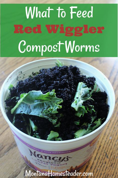 What To Feed Worms, Earthworm Farm, Compost Worms, Cricket Farm, Compost With Worms, Worm Food, Diy Meal Worm Farm, Diy In Ground Worm Compost Bin, Worm Farm Diy