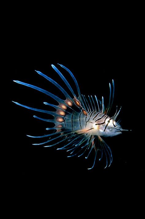 Bioluminescent Deep Sea Creatures, Bioluminescence Fish, Creature Marine, Tiny Creatures, Animals Tattoo, Dragon Fish, Deep Sea Creatures, Lion Fish, Beautiful Sea Creatures